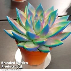 Echeveria 'Miranda Chameleon' -NAOMI Plant Shop ECHE CHAMELEON T48350