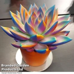 Echeveria 'Miranda Chameleon' -NAOMI Plant Shop ECHE CHAMELEON T48351