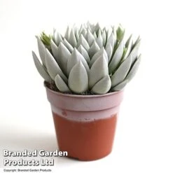 Echeveria 'Miranda Glow In The Dark' -NAOMI Plant Shop ECHE GLOWD12CM T49083