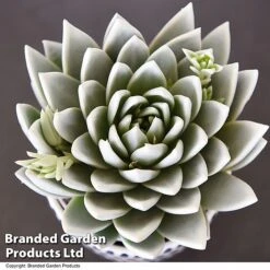 Echeveria 'Miranda Glow In The Dark' -NAOMI Plant Shop ECHE GLOWDARK T49086