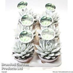 Echeveria 'Miranda Glow In The Dark' -NAOMI Plant Shop ECHE MIRAN12CM S48425