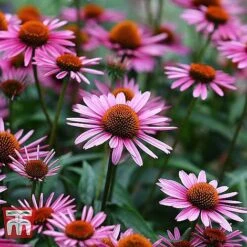 Everlasting Perennial Collection -NAOMI Plant Shop ECHI 10499 B1