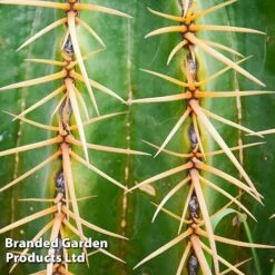 Echinocactus Grusonii -NAOMI Plant Shop ECHI GRUSONII W46825