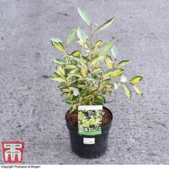 Elaeagnus X Ebbingei 'Eleador' -NAOMI Plant Shop ELAE 3110 A