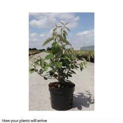 Elaeagnus X Ebbingei 'Clone' -NAOMI Plant Shop ELAE T66208 A h