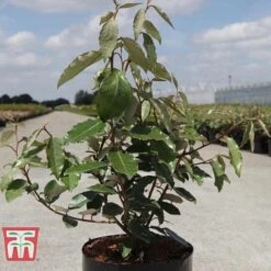 Elaeagnus X Ebbingei 'Clone' -NAOMI Plant Shop ELAE T66208 B1