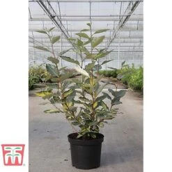Elaeagnus X Ebbingei 'Eleador' -NAOMI Plant Shop ELAE TKA3110 A