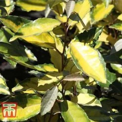 Elaeagnus X Ebbingei 'Eleador' -NAOMI Plant Shop ELAE TKA3110 C