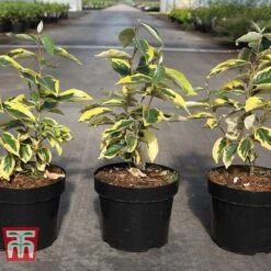 Elaeagnus X Submacrophylla 'Gilt Edge' -NAOMI Plant Shop ELAE TKA3114 A