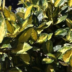 Elaeagnus Pungens 'Maculata' -NAOMI Plant Shop ELAE MACULATA S45440 NOW
