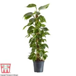 Epipremnum Aureum -NAOMI Plant Shop EPIP TKA2906 AA
