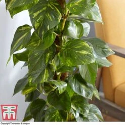 Epipremnum Aureum -NAOMI Plant Shop EPIP TKA2906 AC