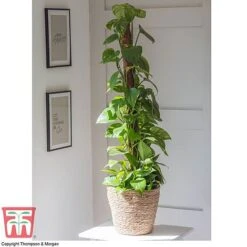 Epipremnum Aureum -NAOMI Plant Shop EPIP TKA2906 B1