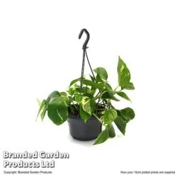 Epipremnum Mixed -NAOMI Plant Shop EPIP MIXED15CM T48064