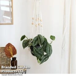 Epipremnum Mixed -NAOMI Plant Shop EPIP MIXED T48069