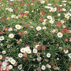 Erigeron 'Stallone' -NAOMI Plant Shop ERIG T69170 A