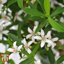 Philotheca Myoporoides - Gift -NAOMI Plant Shop ERIO WKB9336 A