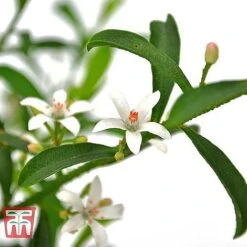 Philotheca Myoporoides - Gift -NAOMI Plant Shop ERIO WKB9336 B