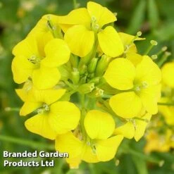 Erysimum Cheiri Golden Gem