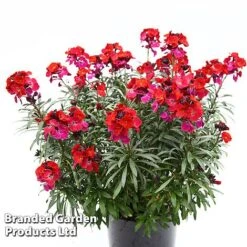 Erysimum 'Colour Vibe Red' -NAOMI Plant Shop ERYS COLOURVIB H49882