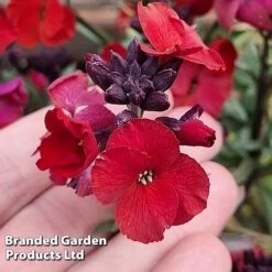 Erysimum 'Colour Vibe Red' -NAOMI Plant Shop ERYS COLOURVIB H49883