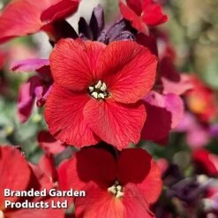 Erysimum 'Colour Vibe Red' -NAOMI Plant Shop ERYS COLOURVIB H49884