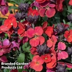 Erysimum 'Colour Vibe Red' -NAOMI Plant Shop ERYS COLOURVIB H49886
