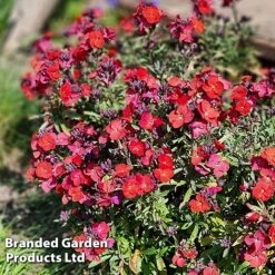 Erysimum 'Colour Vibe Red' -NAOMI Plant Shop ERYS COLOURVIB H49887