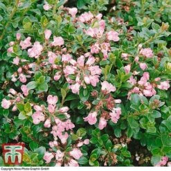 Escallonia 'Apple Blossom' -NAOMI Plant Shop ESCA T58238 A