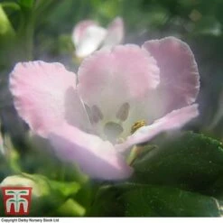 Escallonia 'Apple Blossom' -NAOMI Plant Shop ESCA T58238 B