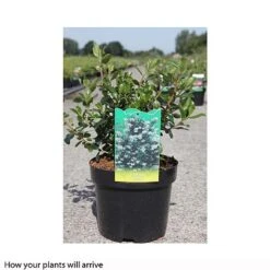 Escallonia 'Iveyi' -NAOMI Plant Shop ESCA T66211 B h