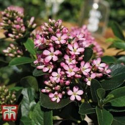 Escallonia Laevis 'Pink Elle' -NAOMI Plant Shop ESCA T80277 C