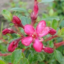 Escallonia 'Red Dream' -NAOMI Plant Shop ESCA T80278 NOW1