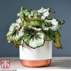 Begonia Rex Trio - Gift -NAOMI Plant Shop ESCA WKB4887 A11