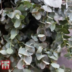 Eucalyptus Gunnii -NAOMI Plant Shop EUCA T58188 B