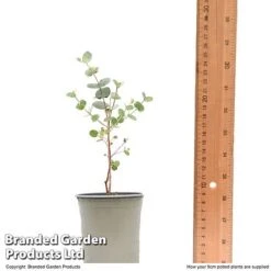 Eucalyptus Gunnii 'Azura' -NAOMI Plant Shop EUCA AZURA9CM T48474