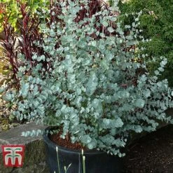 Eucalyptus Gunnii 'Azura' -NAOMI Plant Shop EUCL KB2693 F