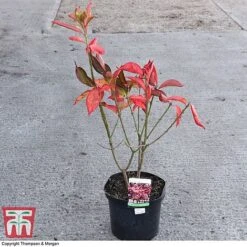 Euonymus Europaeus 'Red Cascade' -NAOMI Plant Shop EUON 58190 A