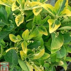Euonymus Japonicus 'Ovatus Aureus' -NAOMI Plant Shop EUON TKA0927 A