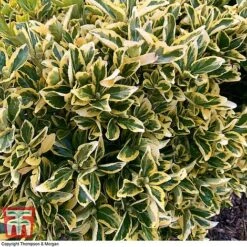 Euonymus Japonicus 'Ovatus Aureus' -NAOMI Plant Shop EUON TKA0927 C