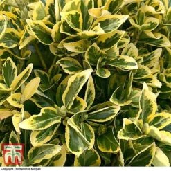 Euonymus Japonicus 'Ovatus Aureus' -NAOMI Plant Shop EUON TKA0927 D