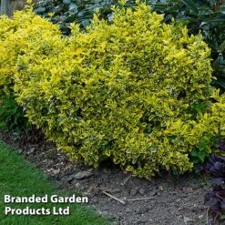 Evergreen Patio Shrub Collection -NAOMI Plant Shop EUON EMERALDGO W31756