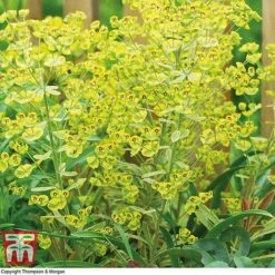 Euphorbia X Martini 'Ascot Rainbow' -NAOMI Plant Shop EUPH T62211 C