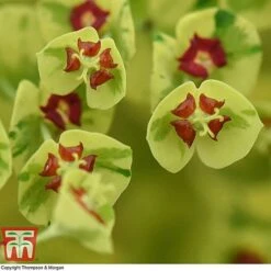 Euphorbia X Martini 'Ascot Rainbow' -NAOMI Plant Shop EUPH T62211 D
