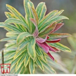 Euphorbia X Martini 'Ascot Rainbow' -NAOMI Plant Shop EUPH T62211 G