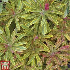 Euphorbia X Martini 'Ascot Rainbow' -NAOMI Plant Shop EUPH T62211 H