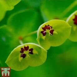 Euphorbia X Martini -NAOMI Plant Shop EUPH T82206 C