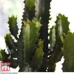 Euphorbia Acrurensis -NAOMI Plant Shop EUPH tka6944 B
