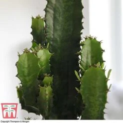 Euphorbia Acrurensis -NAOMI Plant Shop EUPH tka6944 C