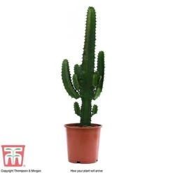 Euphorbia Acrurensis -NAOMI Plant Shop EUPH tka6944 E